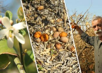 Çukurova’daki çiftçiler: Zararımız karşılansın