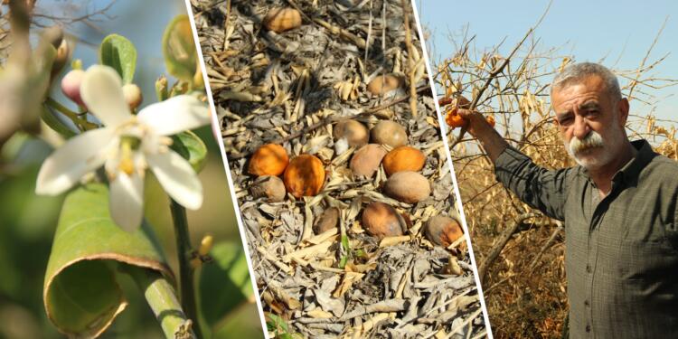 Çukurova’daki çiftçiler: Zararımız karşılansın