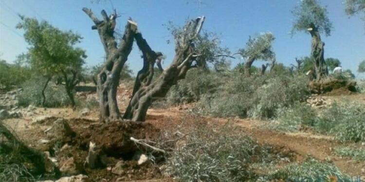 Efrîn’de gasp ve doğa talanı sürüyor