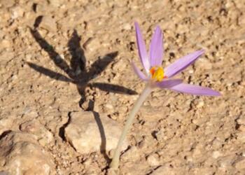 Êzidî inancında Şêşims nedir?