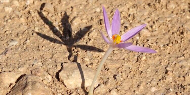 Êzidî inancında Şêşims nedir?