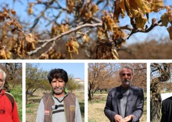 Zirai don mağduru çiftçiler faizsiz kredi istiyor