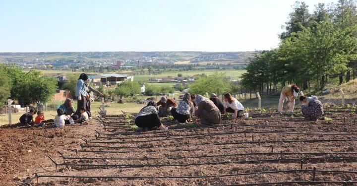 ‘Kadın Komün Bostanı’ kuruldu
