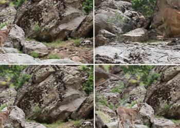 Halkın koruduğu pezkovîleri avcılar katlediyor