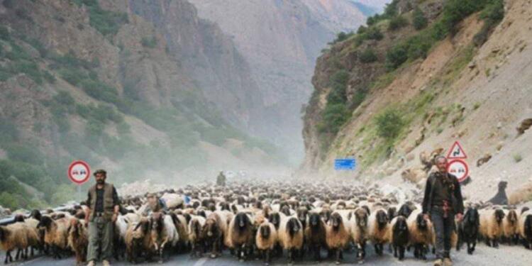 Colemêrg’te şap hastalığı görüldü