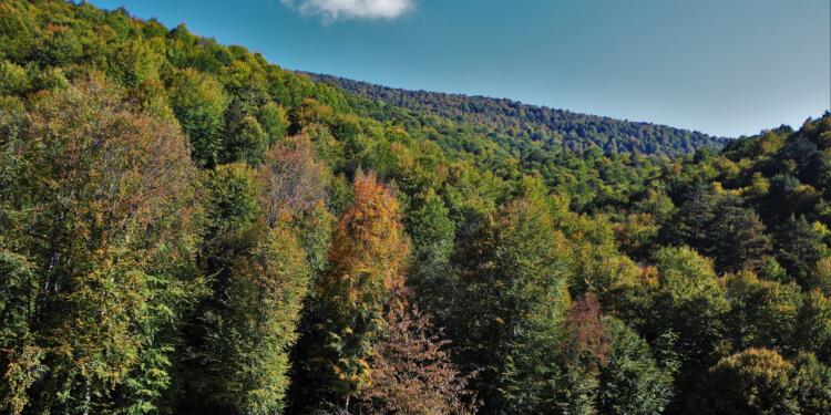 Aydın ve Kütahya’da ormana girişler yasaklandı