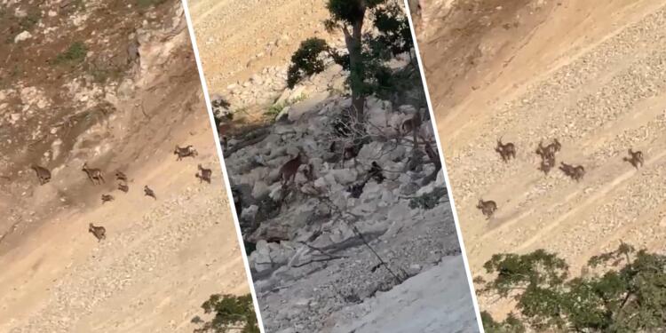 Gabar Dağı’nda ceylan ve keçilerin yaşam alanı yok ediliyor