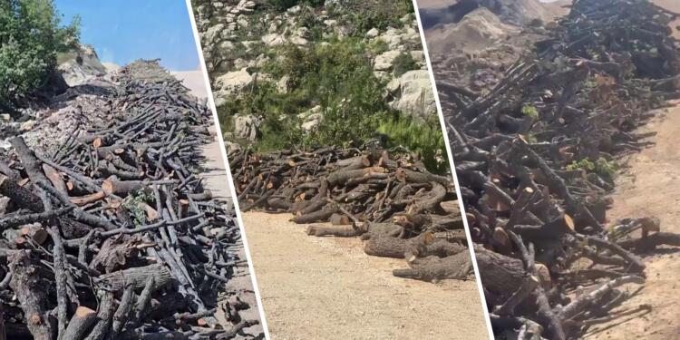 Gabar’da orman kıyım sürüyor: İşte yeni görüntüleri