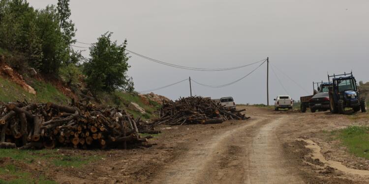 Ağaç kıyımına dair soru önergesi