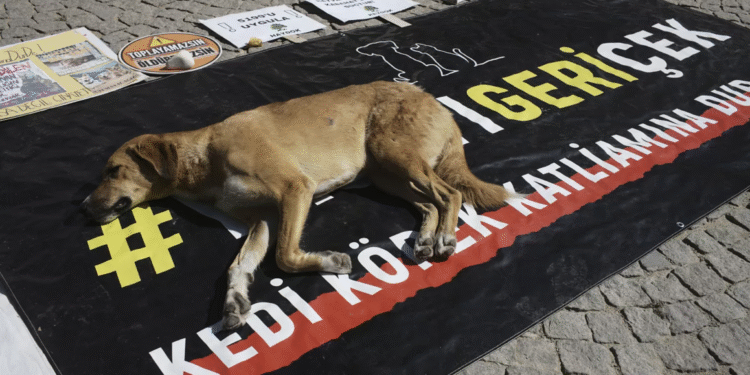 Katliam Yasası geri çekilene kadar mücadeleye devam edecekler