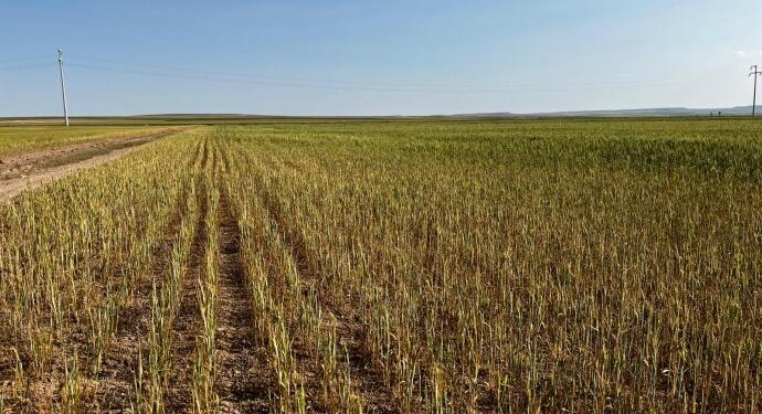 Kuraklık ve don Kulu ve Cihanbeyli’yi vurdu