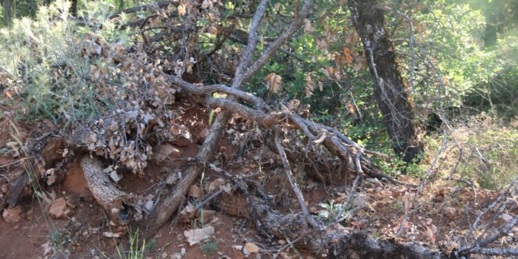 Licê’de petrol arama çalışmaları: Doğamızı talan ediyor