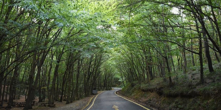 İstanbul’da yangın önlemi: Bazı alanlara giriş yasaklandı