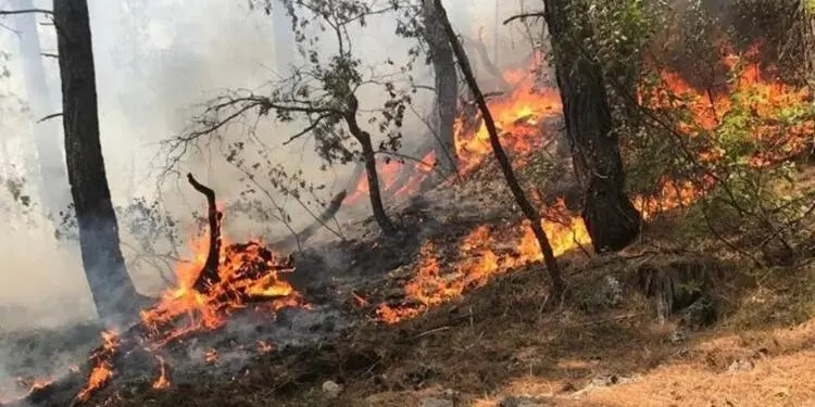 Antalya’da orman yangını