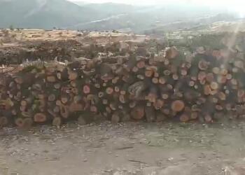 Gabar’da kıyımın görüntüleri: Ağaçlar 3 kilometre istiflenmiş