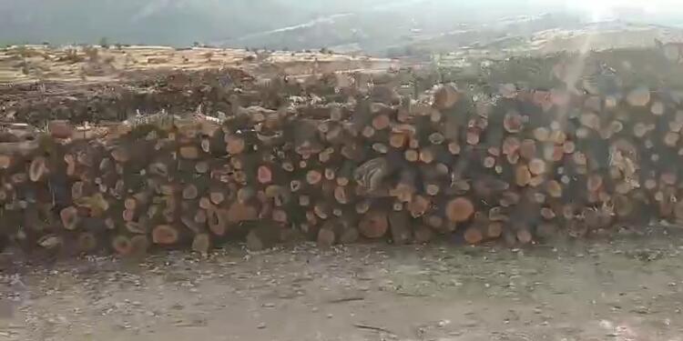 Gabar’da kıyımın görüntüleri: Ağaçlar 3 kilometre istiflenmiş