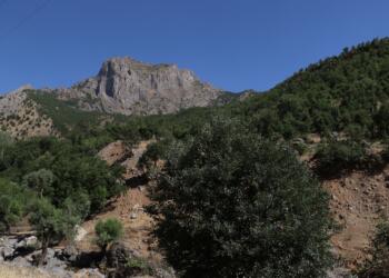 ‘Köyde karakola da ağaçların kıyımına da izin vermeyeceğiz’