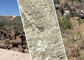 Gabar’da ağaç kıyımı sürüyor, ekosistem yok ediliyor