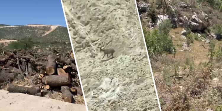 Gabar’da ağaç kıyımı sürüyor, ekosistem yok ediliyor