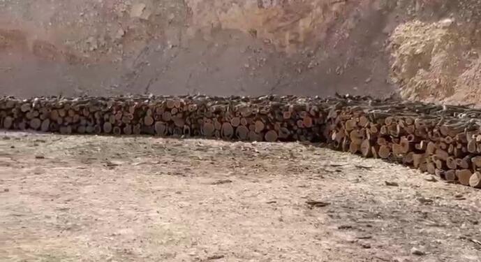 Gabar’da ağaç kıyımı durmuyor