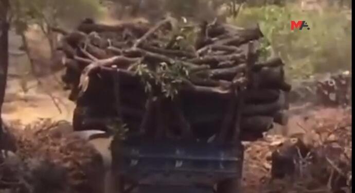 Şirnex’taki ağaç kıyımı Sêrt’e taşındı