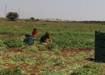 Mevsimlik tarım işçisi kadınlar: Tüm yük omuzlarımızda