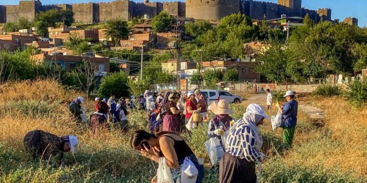 Amed’de doğa etkinliği: Kadınlar surlarda kapari topladı