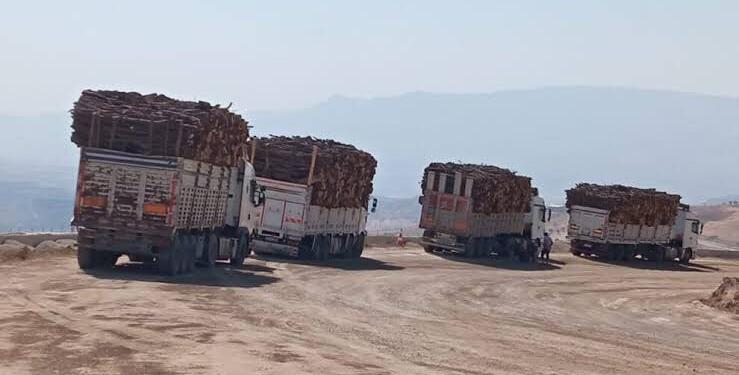 Şirnex’teki orman kıyımı: Yıkım hukuk eliyle meşrulaştırılamaz