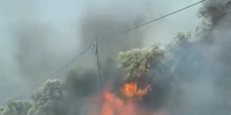 Zeytinlik alanda yangın