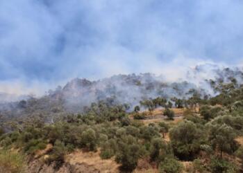 Aydın’daki yangınlar kontrol altına alındı