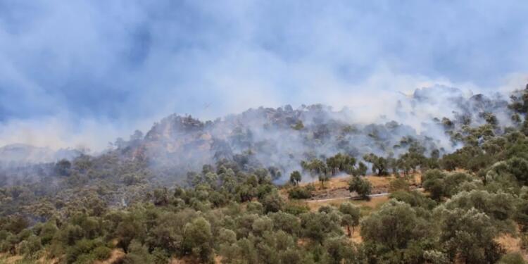Aydın’daki yangınlar kontrol altına alındı