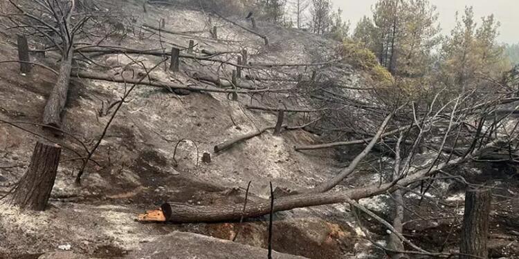 Sakarya’daki orman yangını kontrol altına alındı