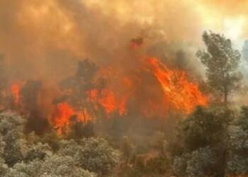 Adalet Bakanı: Orman yangınlarında 21 kişi tutuklandı