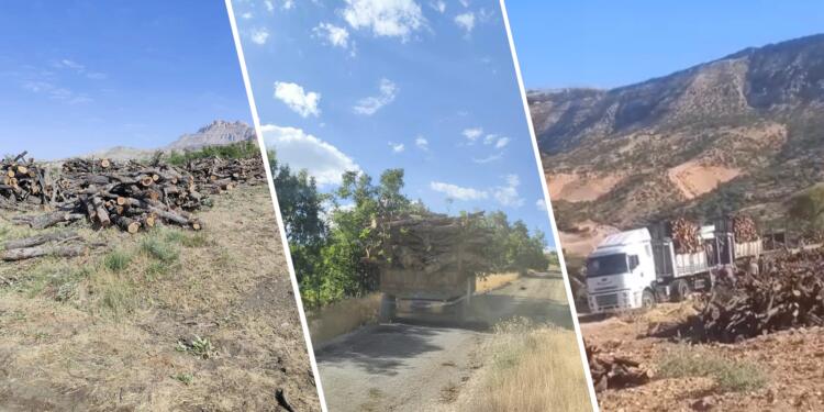 Orman kıyımının görüntüleri tahribatı gözler önüne seriyor