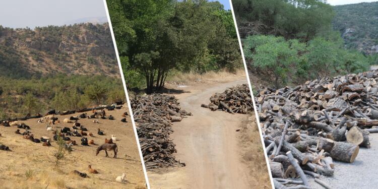 Asker gözetiyor, korucular talan ediyor: Günde 270 ton ağaç kesiliyor