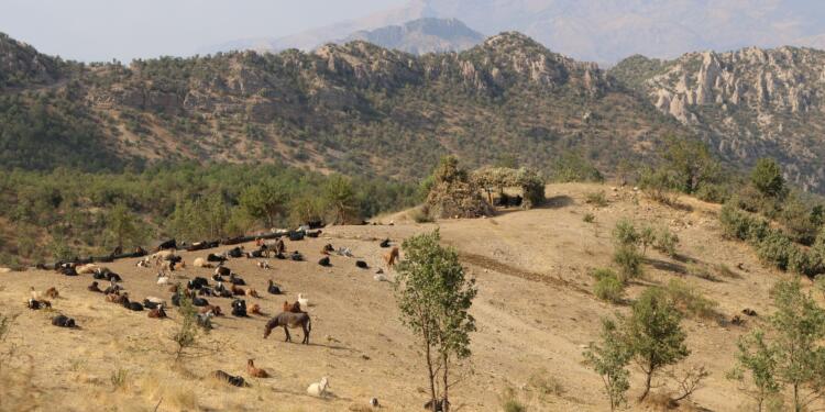 Şırnak Valiliği, talan edilen ormanlık alana yurttaşların girişini yasakladı