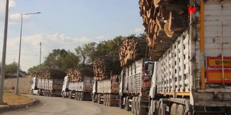 Şirnex Barosu ağaç kıyımına karşı suç duyurusunda bulundu