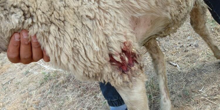 Askerlerin köpekleri koyun sürüsüne saldırdı