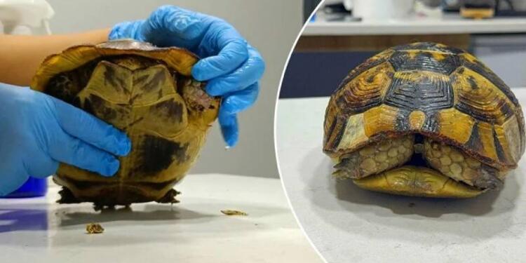 Orman yangınında travma yaşadı: Kaplumbağa kabuğundan çıkmıyor