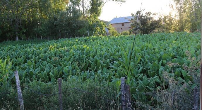 Tütün kısıtlamaları üreticiyi zorluyor: Emeğimizin karşılığını alamıyoruz