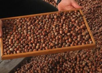 Fındık taban fiyatı beklentiyi karşılamadı