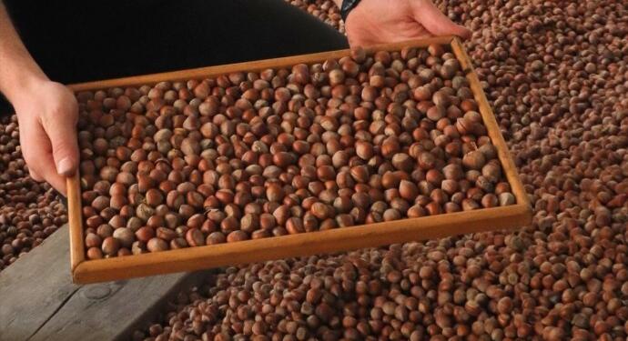 Fındık taban fiyatı beklentiyi karşılamadı