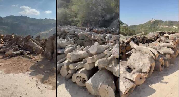 Valilik ‘kesim durdu’ dedi, Gabar’da ağaçlar hâlâ kesiliyor