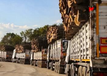 Bakanlık, orman kıyımındaki sorumluluğu reddetti