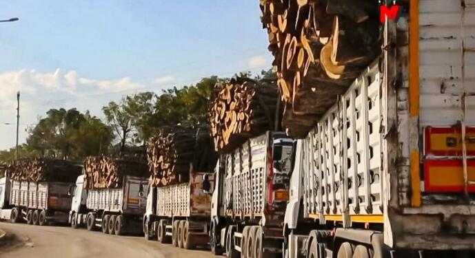 Bakanlık, orman kıyımındaki sorumluluğu reddetti