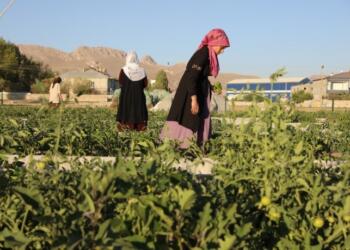 ‘Kadın Kent Bostanı’nda hasat zamanı