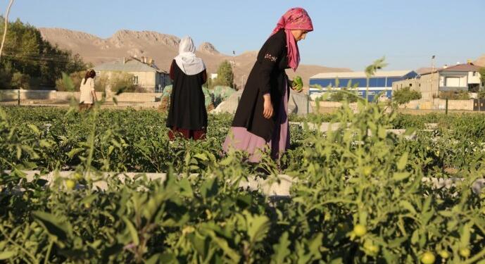 ‘Kadın Kent Bostanı’nda hasat zamanı