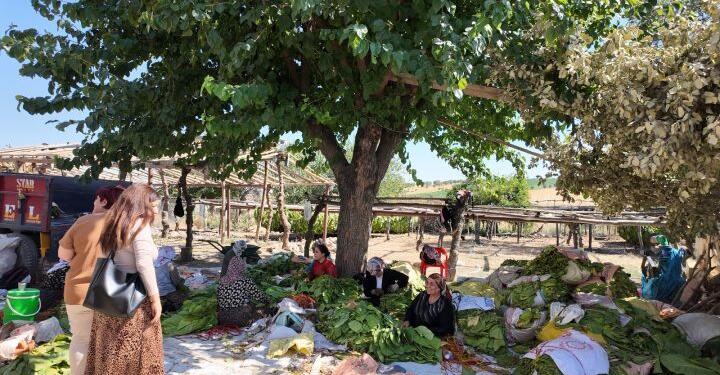 Farqîn Belediyesi şiddete karşı çalışmalarını kırsala taşıdı