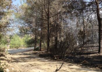 Aynı yerde defalarca yangın: Tedbirsizlik nedeniyle büyüyor