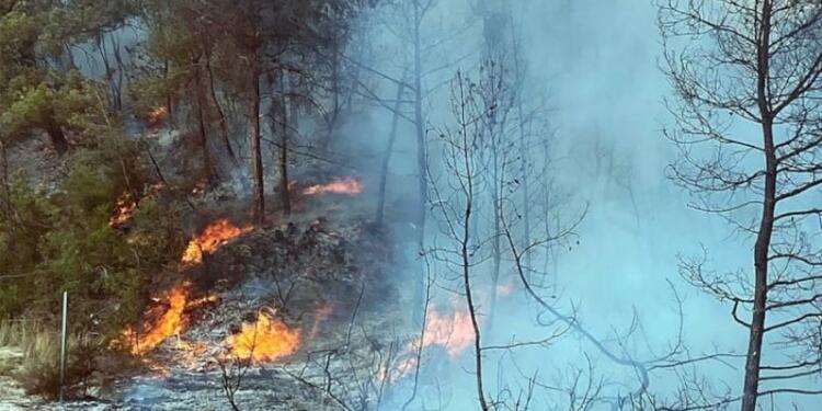 İki kentte orman yangını